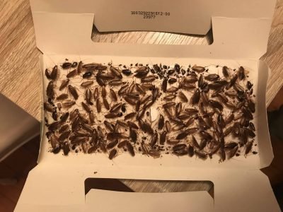 A white cardboard sticky trap completely covered with numerous dead or trapped German cockroaches of varying sizes, illustrating a severe infestation problem requiring professional pest control intervention.