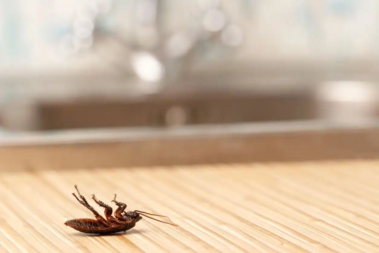 German Roaches in a Clean Fort Myers Home? Yes, It Happens.