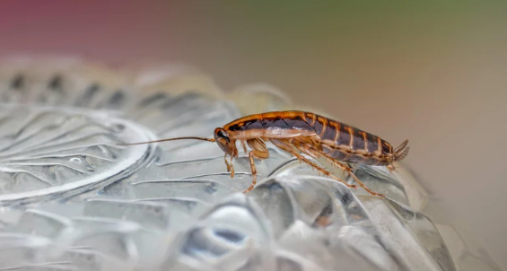 German Roach On Glass Cap