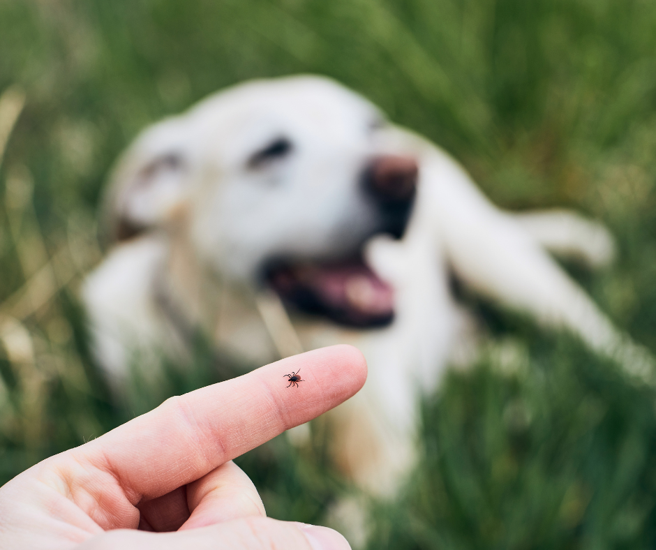 Tick And Dog