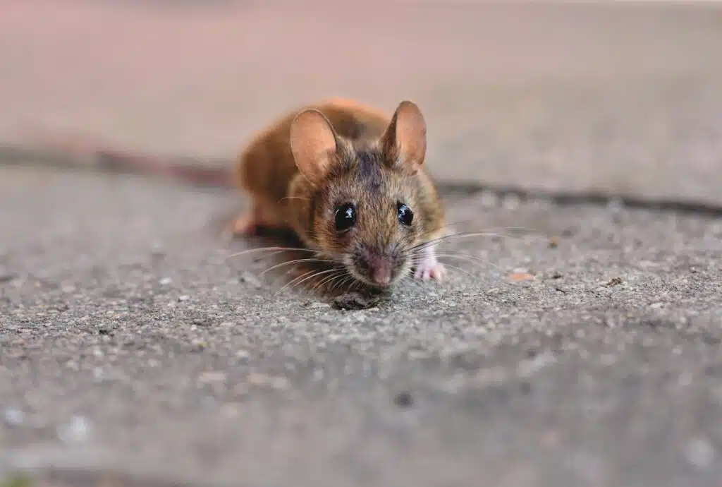 pexels photo 7164046 A detailed close-up of a small mouse showcasing its whiskers on a textured concrete surface.