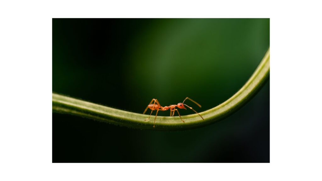 fire ants