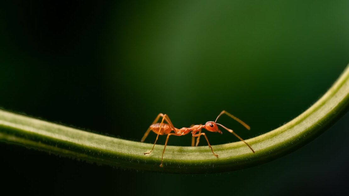 fire ants