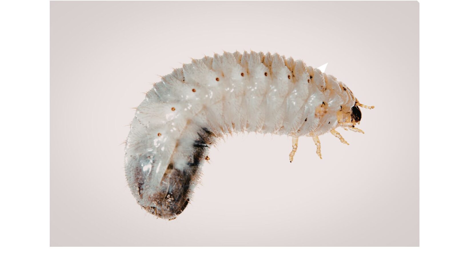 grub worms