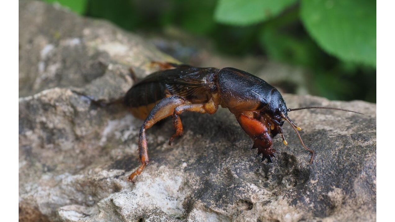 mole cricket