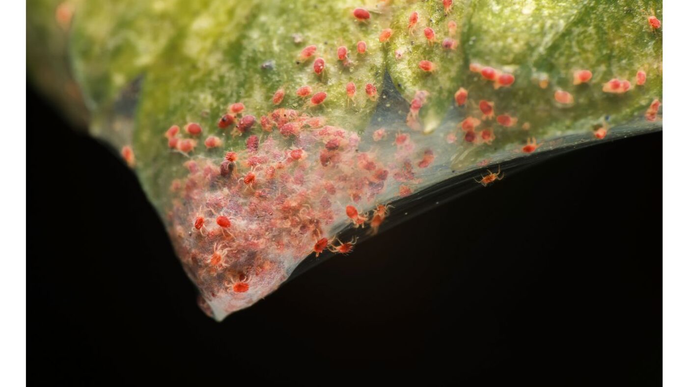 spider mite