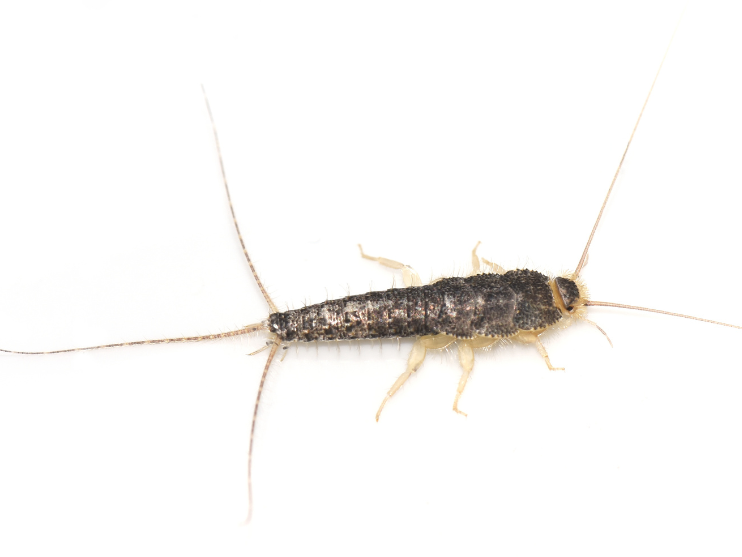 Silverfish Pest