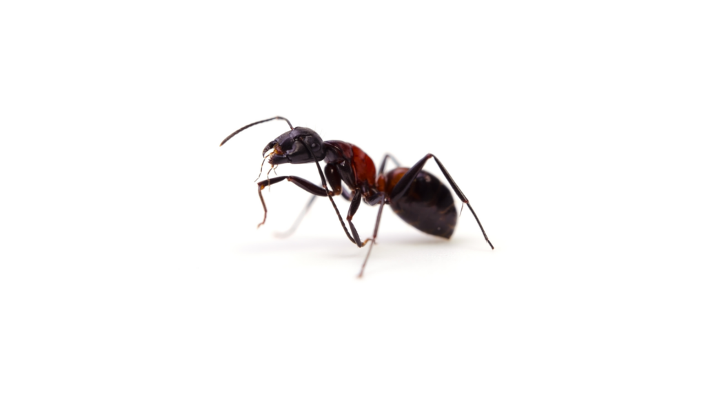 House Ant