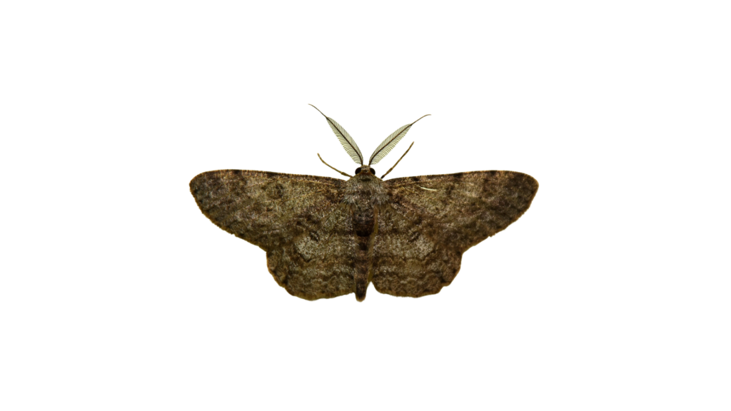 Moth