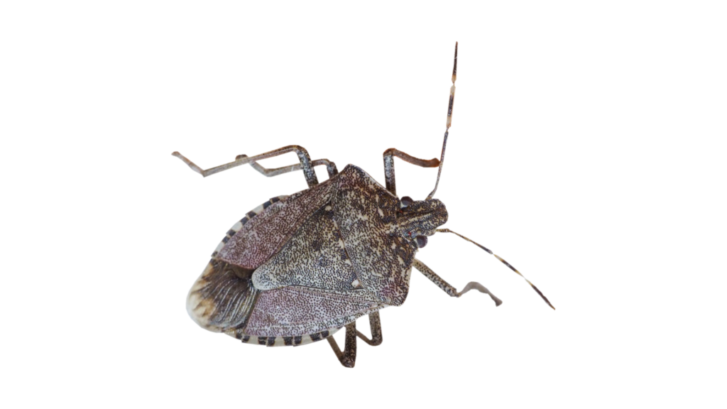 Stink Bug_Shield Bug
