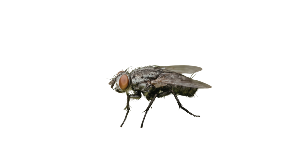 House Fly