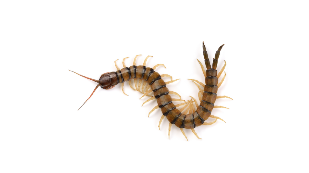 Centipede