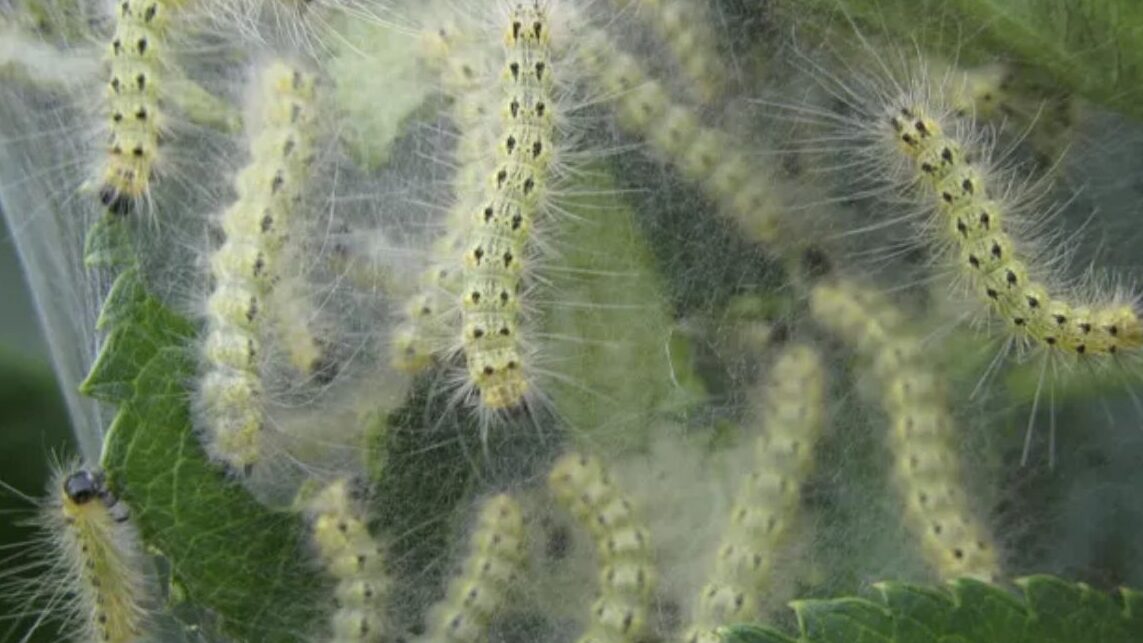 web worm
