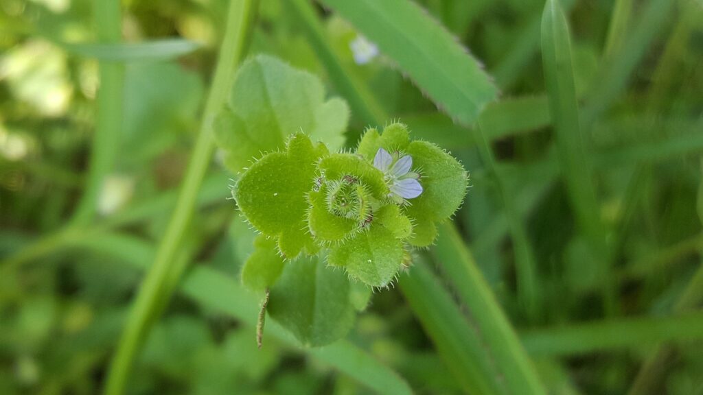 macro, flower wallpaper, beautiful flowers, plant, weed, blossom, bloom, nature, flower, close up, green, grass, meadow, flower background, lawn, blade of grass