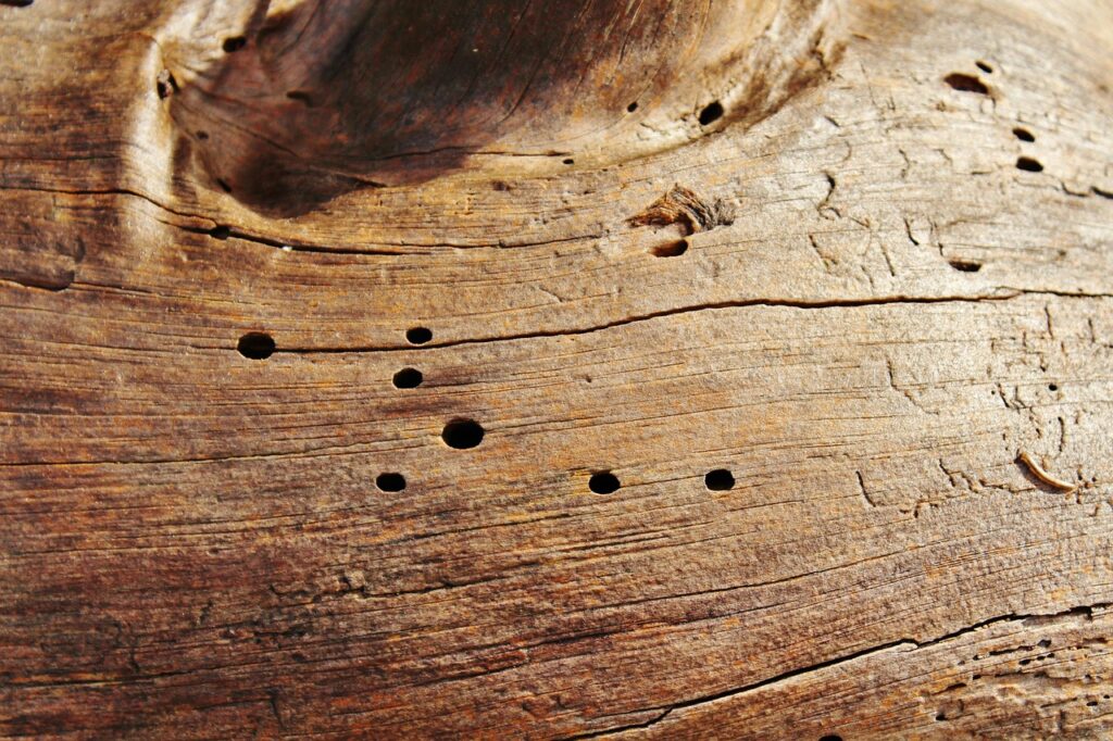 tree trunk, wood worm, bark, rotten, damage, old, wood worm, wood worm, wood worm, wood worm, wood worm, damage