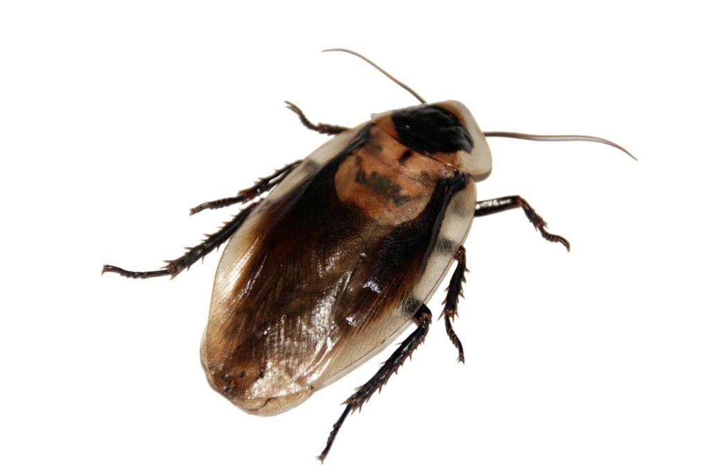 cockroach, insect, imago, blaberus, nature, pet, animal
