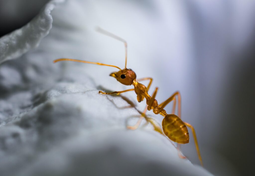 red ant, ant, macro, insect, ant, ant, ant, ant, ant