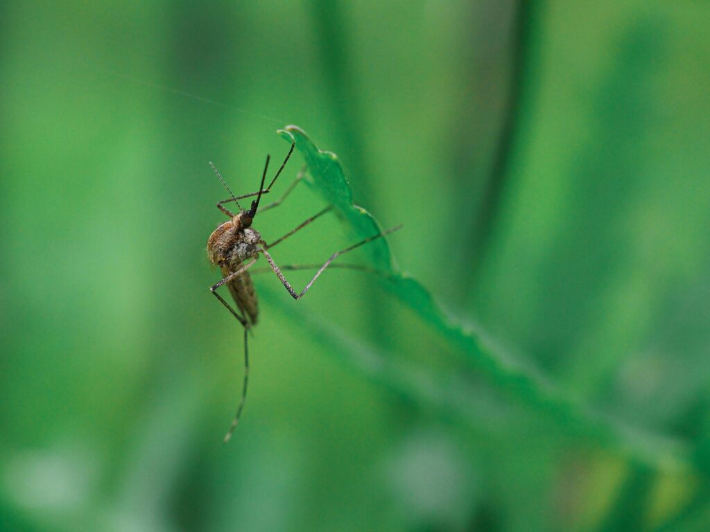 Detailed macro photography of a mosquito resting on a leaf in Helsinki, Finland.