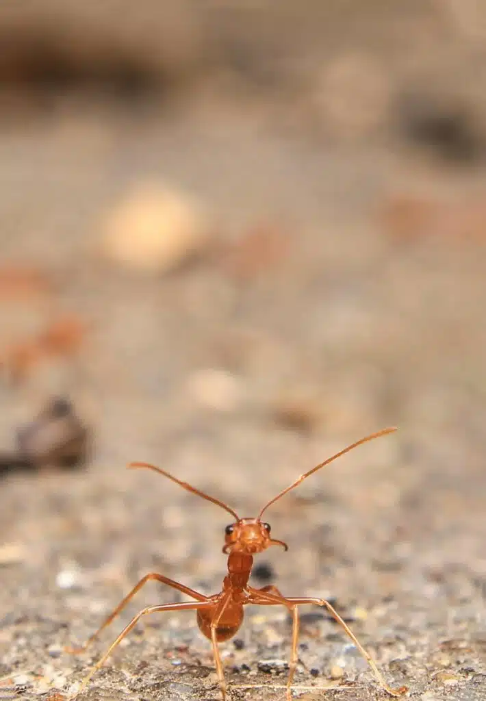 pexels photo 1114171 1114171 Close-up of a red ant on a sandy ground, showcasing its fine details and antennas.