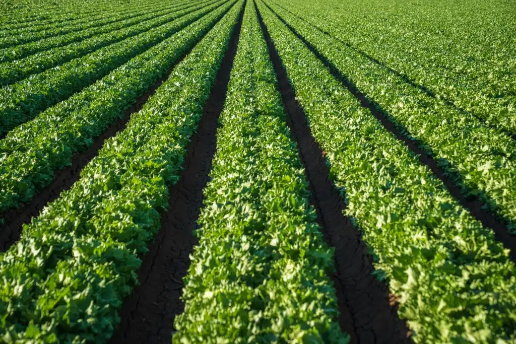 pexels photo 11679735 11679735 A vibrant field of green lettuce growing in orderly rows under clear skies.