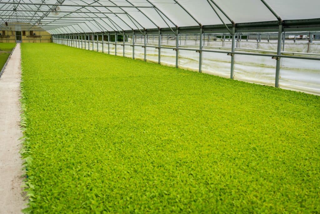 Commercial Greenhouse Long rows of vibrant green plants growing in a spacious commercial greenhouse.