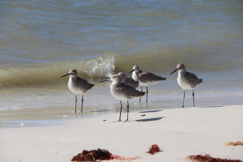 Capture of willet shorebirds on the sandy beach of Fort Myers, Florida.