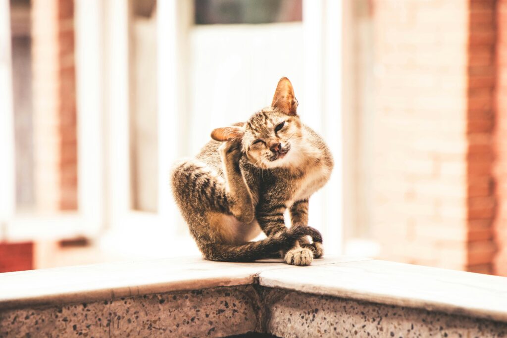 Adorable tabby cat sitting and scratching on a sunny day in Kathmandu.