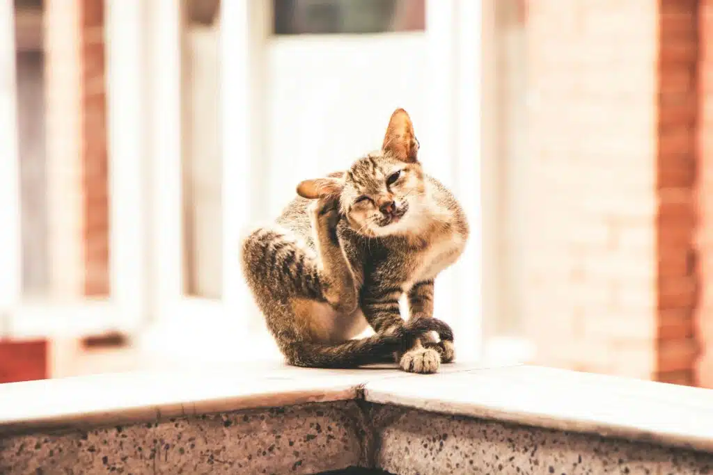 Adorable tabby cat sitting and scratching on a sunny day in Kathmandu.
