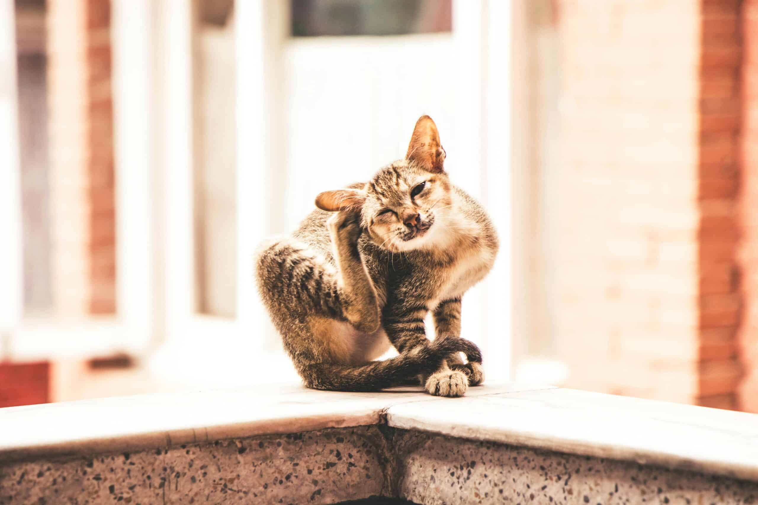Adorable tabby cat sitting and scratching on a sunny day in Kathmandu.
