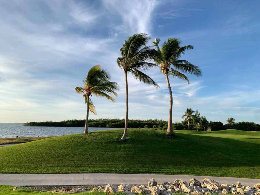Serene seaside landscape with lush palm trees on a sunny day under a clear blue sky near the ocean.