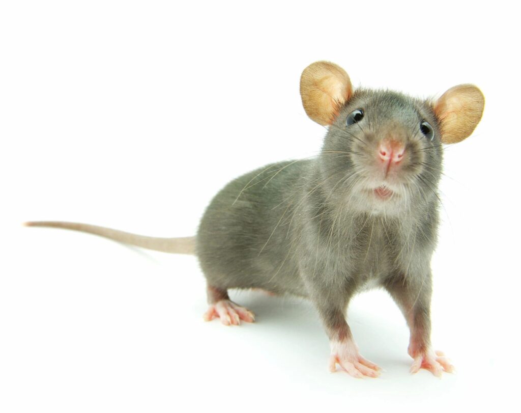 Small gray mouse with long tail close-up to camera on white background