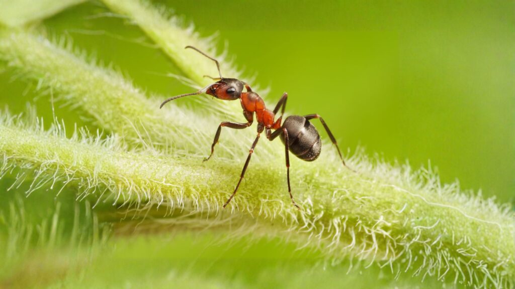 acrobat ant