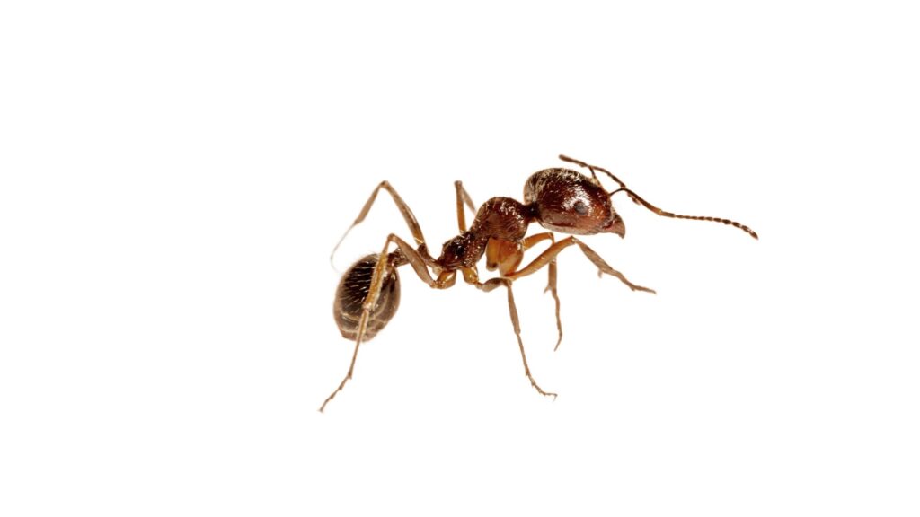 argentine ants