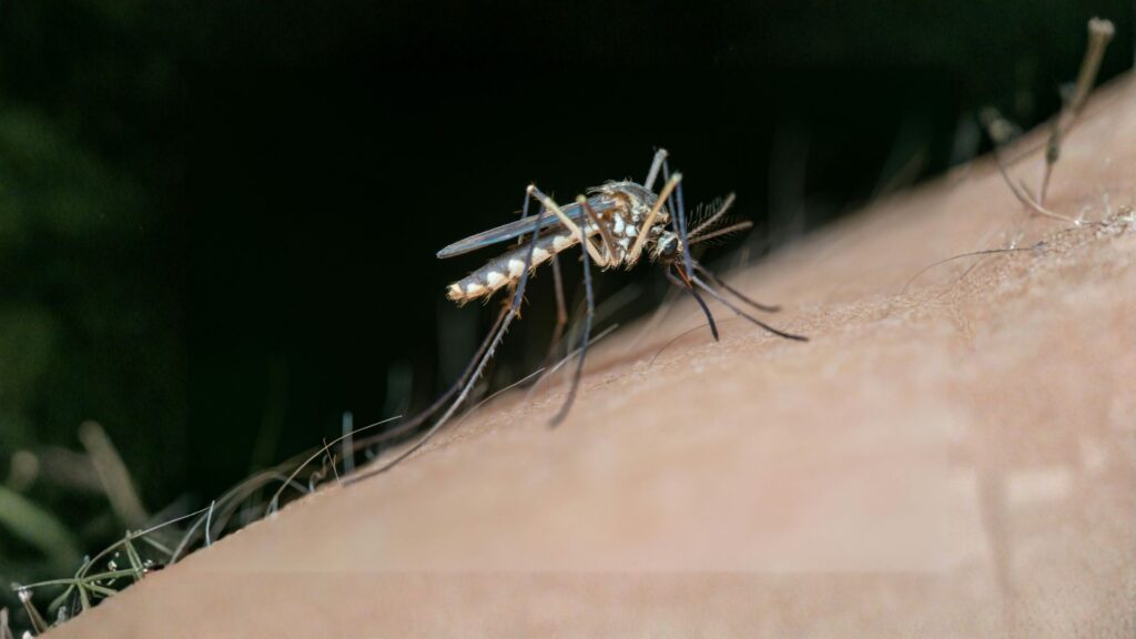asian tiger mosquito