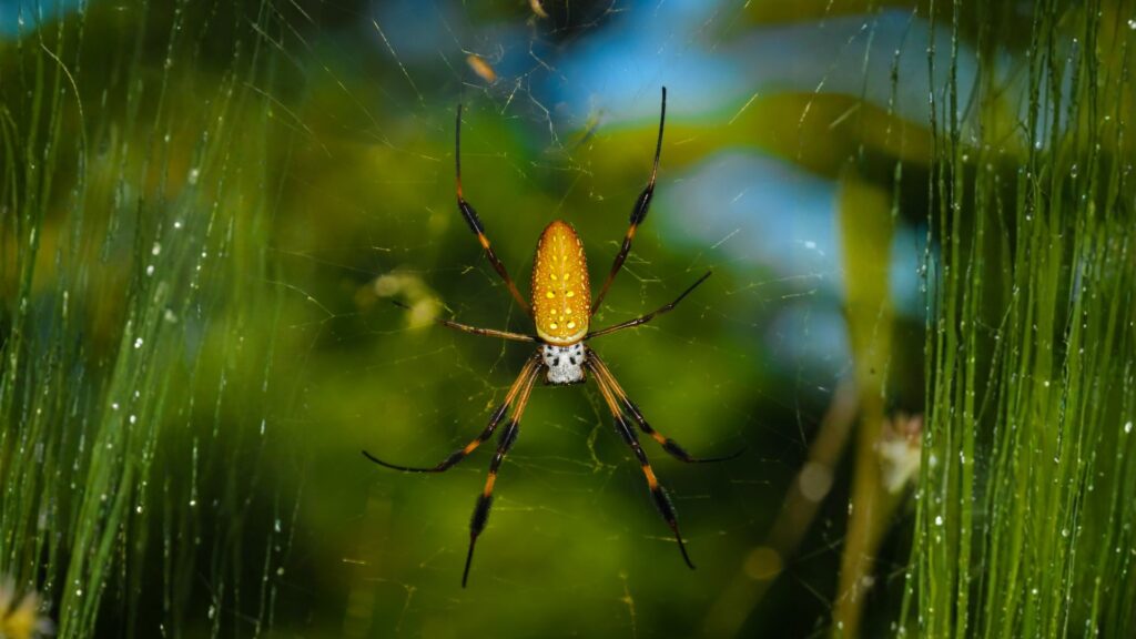 banana spider