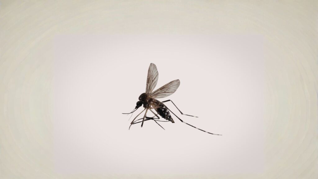 black salt marsh mosquito
