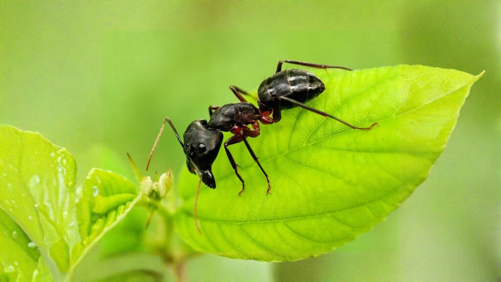 carpenter ant