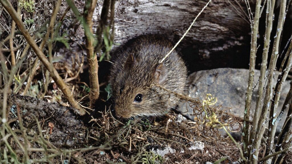 cotton rat