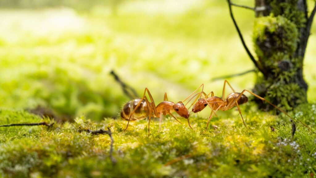 crazy ants