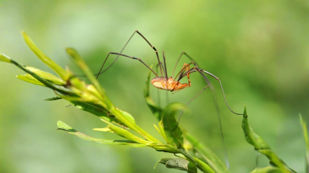 daddy long legs