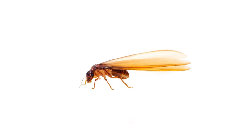 drywood termites