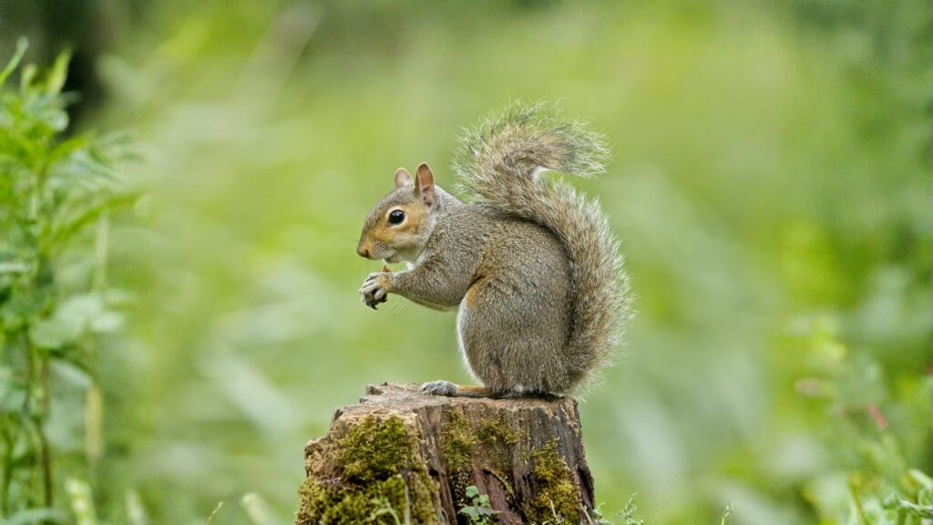 eastern gray squirrel