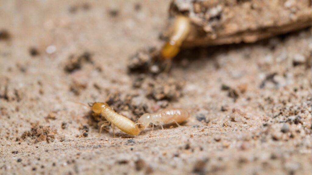 eastern subterranean termites