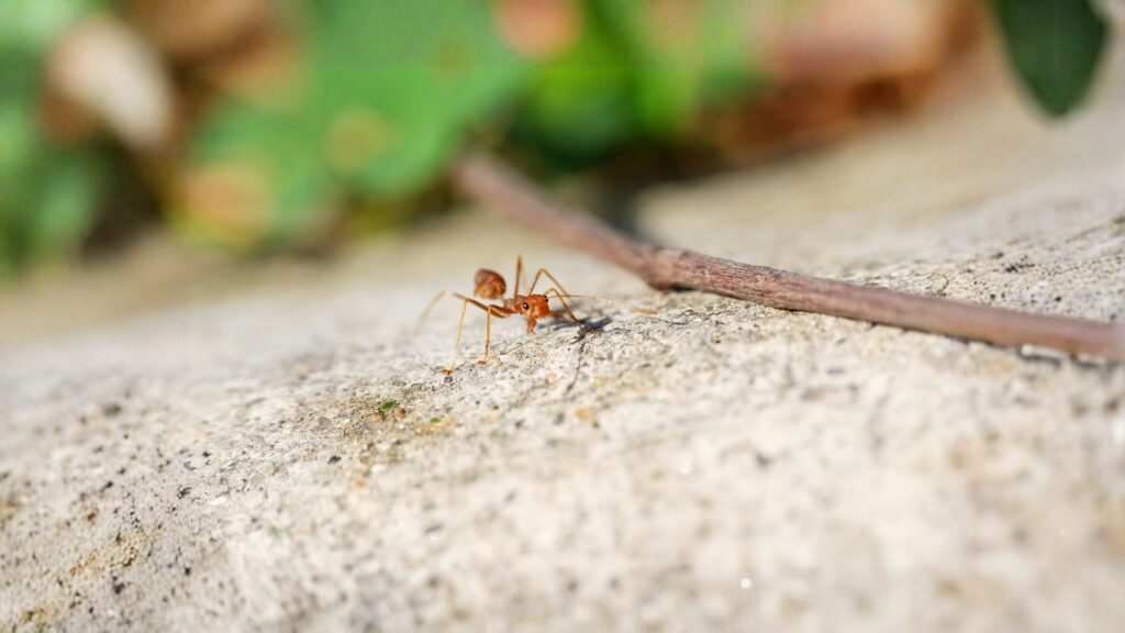 fire ant control