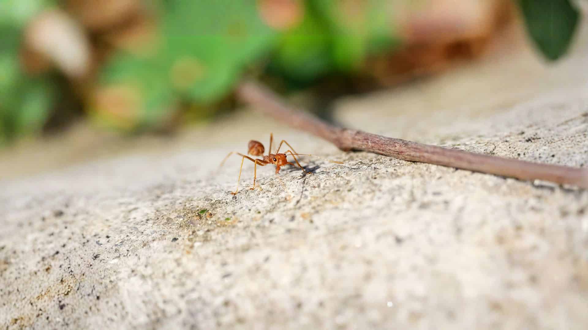 fire ant control
