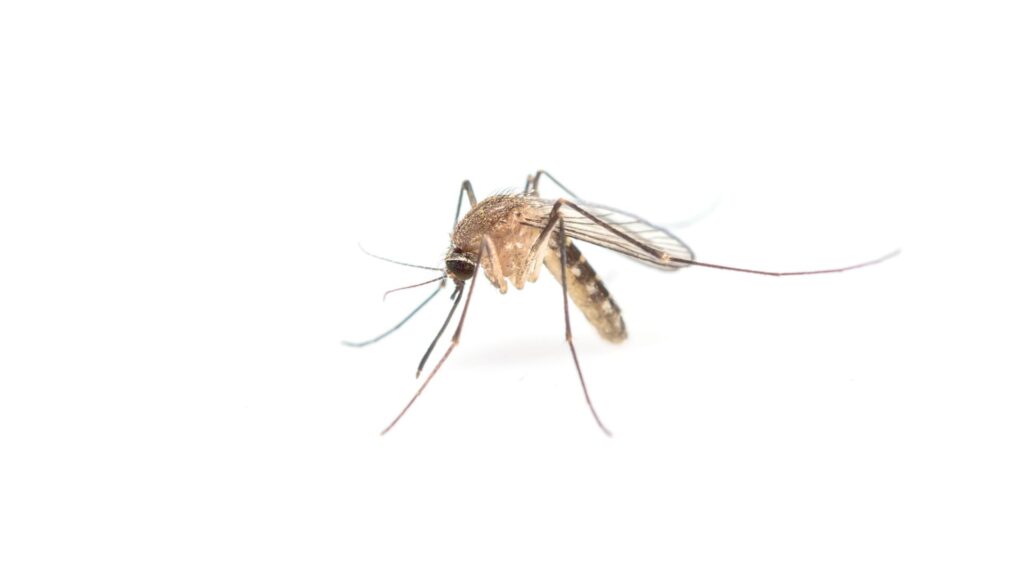 floodwater mosquito