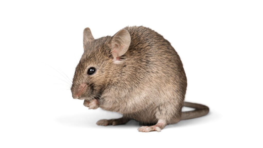 house mouse