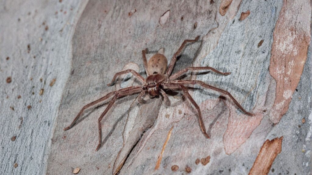 huntsman spider