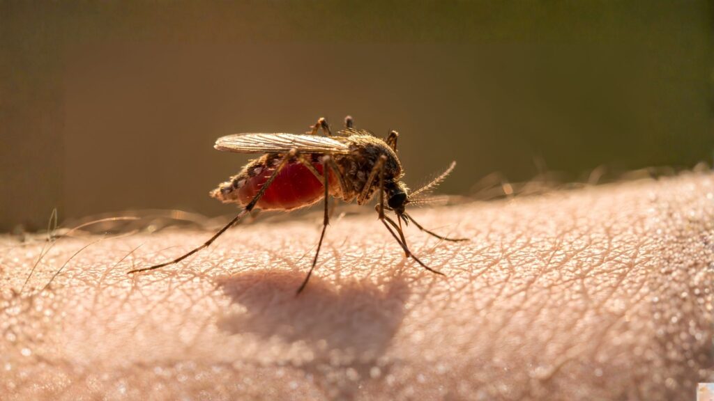 malaria mosquito