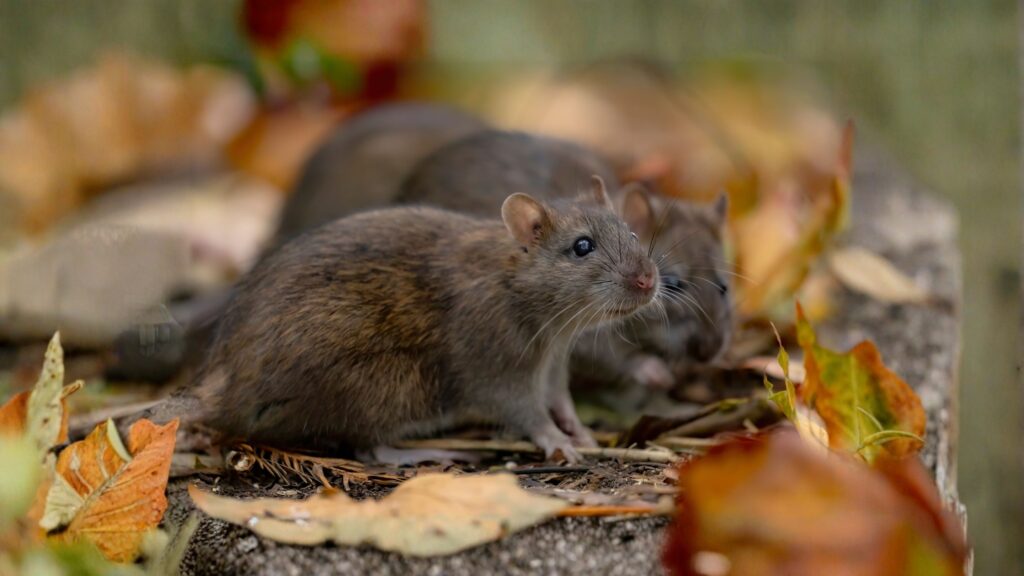 marsh rat